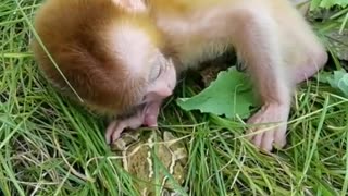 Baby baboon was scared by frog