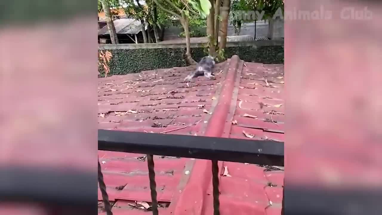 Funny Animal Videos 2022 π - Funniest Cats And Dogs Videos πΊπ #13