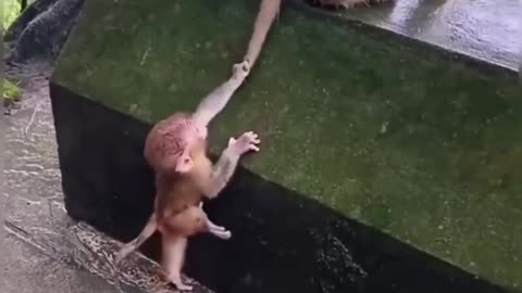Best Funny Animal Videos of the year 2024, funniest animals ever. relax with cute animals video