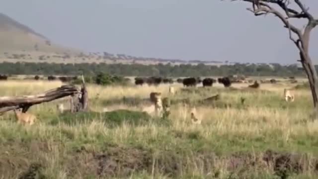 The lions were chased by the buffalo, and the male lion came forward to force the buffalo back