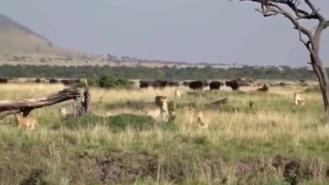 The lions were chased by the buffalo, and the male lion came forward to force the buffalo back