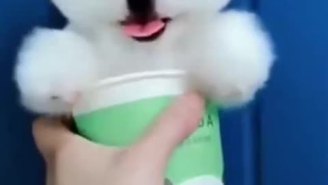 Top Funny Cute Dog Videos and TIKTOK Compilation