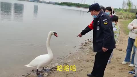 swan in lake