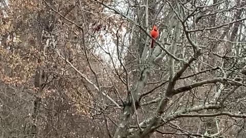 Northern Cardinal.