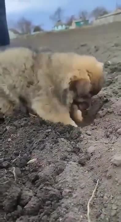 A small dog that helps with farming