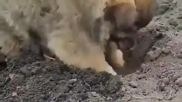 A small dog that helps with farming