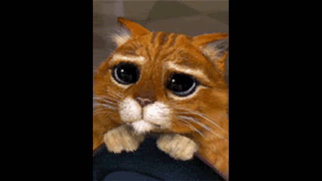 Sad cat gif video