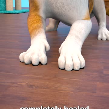 Don't Declaw Your Cat 😰