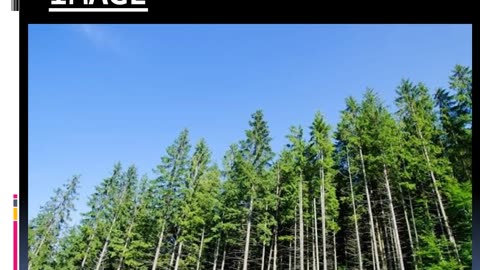 Want to get the Best Tree Felling in Bradwell