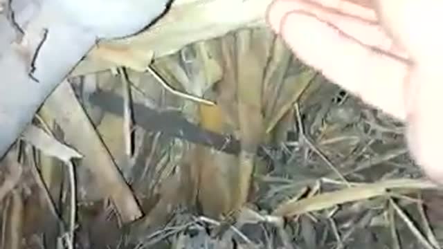 Watch now how to know that a bat's nest is healthy and not overheated