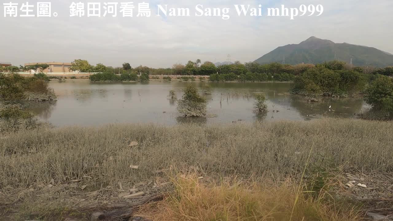 [像進入童話世界] 南生圍。錦田河看鳥 Nam Sang Wai。Kam Tin River Bird-watching, mhp999, Jan 2021