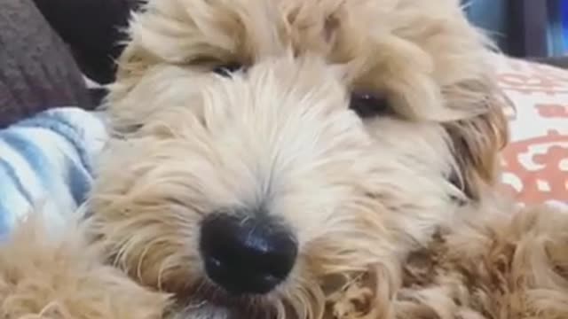 A brown dog that looks like a teddy bear