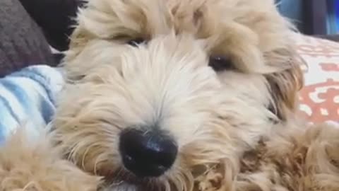 A brown dog that looks like a teddy bear