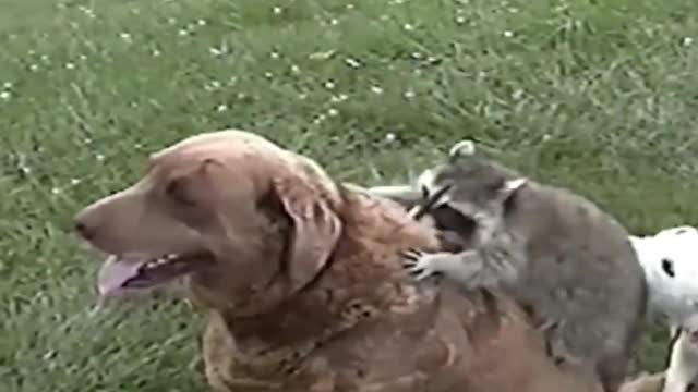 Raccoons Are Awesome: Funny Compilation