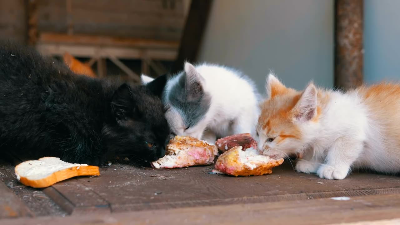 homeless kittens eating on the street