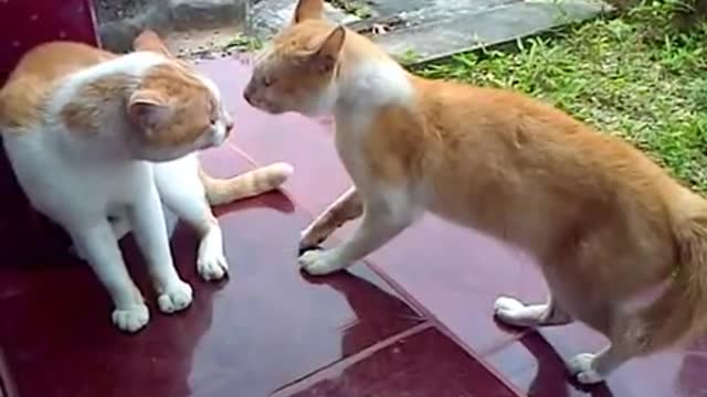 2 cats fighting over each other