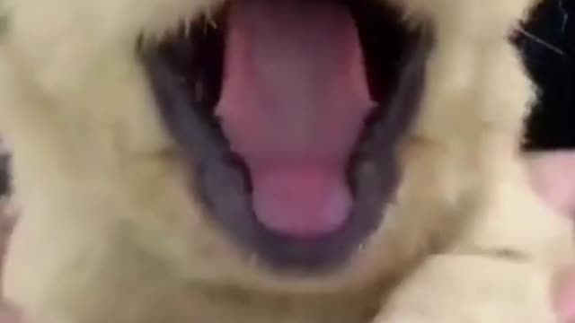 Puppy's yawn