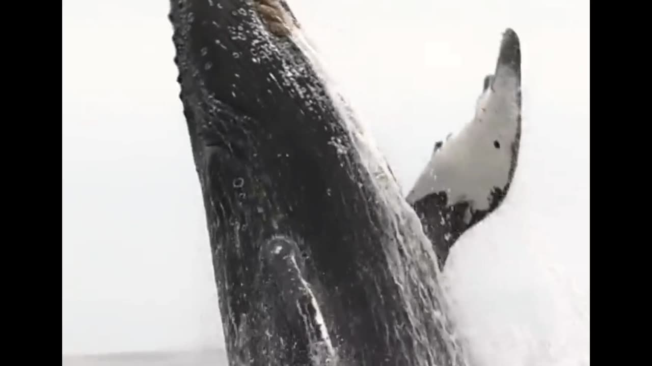 Whale 🐋 jumps out of water