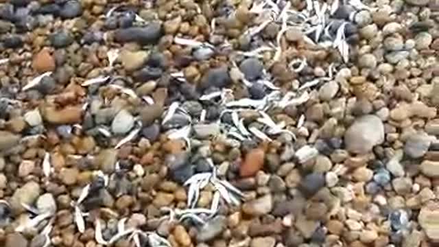 A School of fish wash ashore in Eastbourne