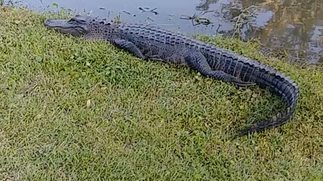 Alligator basking in the sun- pretty much a normal day on DI