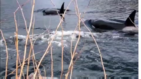 Crusing SE Alaska with the Orca's!