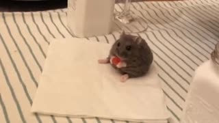 Asher just chilling at the dinner table #hamster #viral #funny