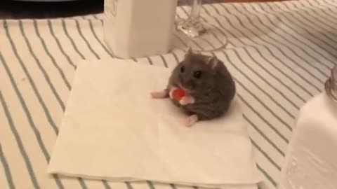 Asher just chilling at the dinner table #hamster #viral #funny