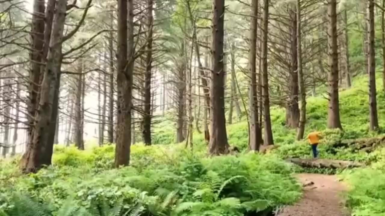 Funny video