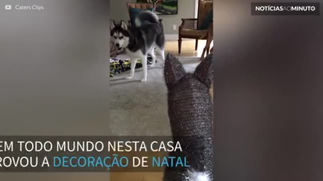 Este husky está desconfiado da decoração de natal