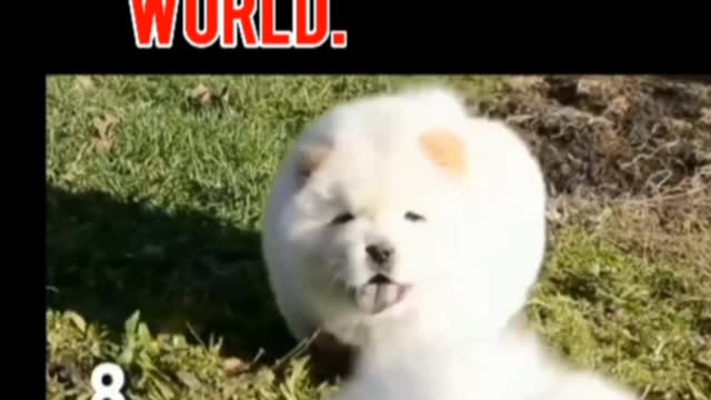 DANGERIOUS DOG BREED OF THE WORLD || #2 JAPANSE #TOSA