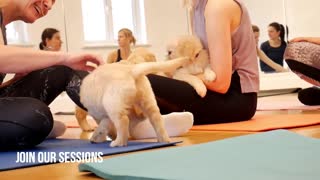 Doggie Yoga