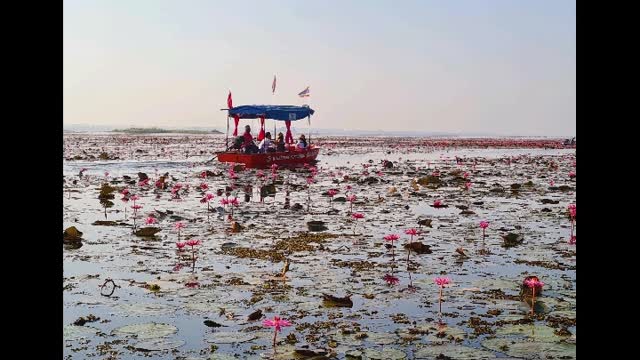 Lotus lake in Udonthani nice place to visit