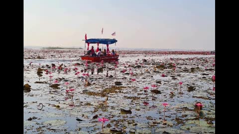 Lotus lake in Udonthani nice place to visit