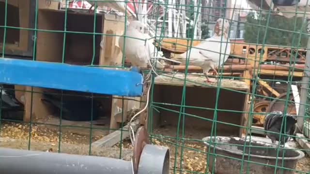 Pigeon