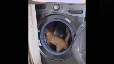 Funny animals [] Try not to laugh compilation 47