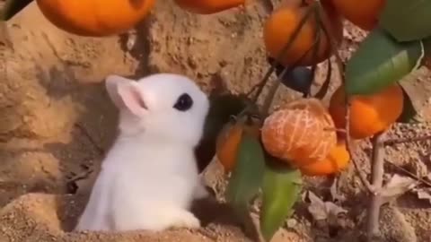 Funny animal videos - funniest animal ever - cute and funny animal