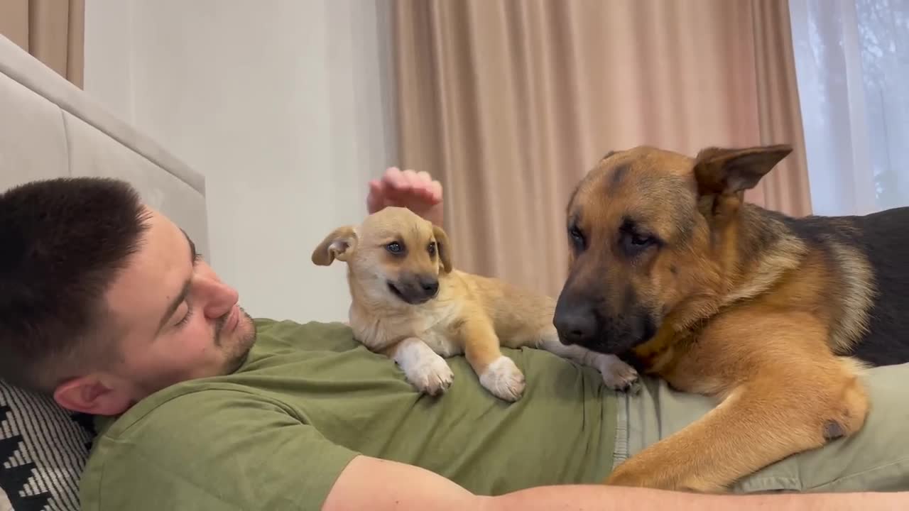 Cute German Shepherd and Puppy Cuddling with Human Daddy