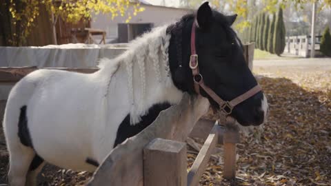 Graceful black and white horse with pigtails standing in the corral outdoors