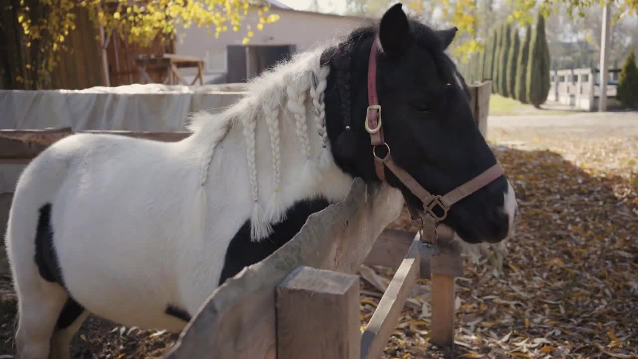 Graceful black and white horse with pigtails standing in the corral outdoors