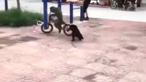 Monkey vs Dog