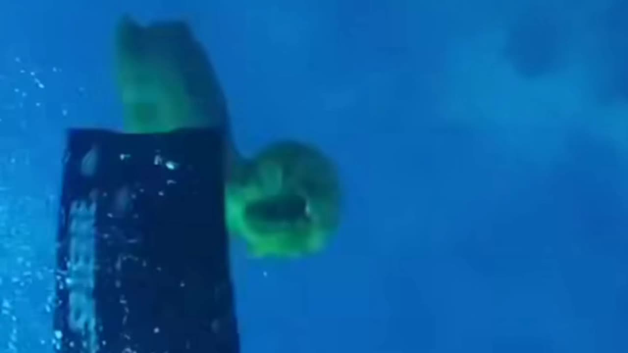 moray eell eat this guy like a baby