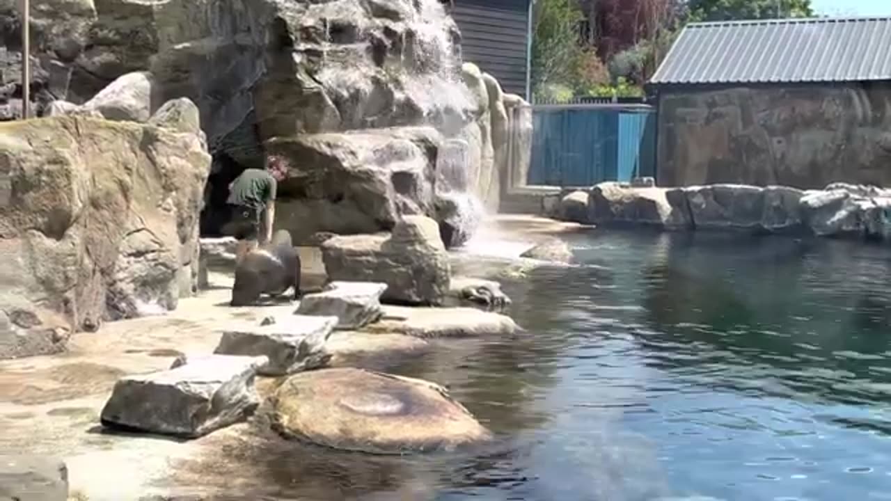 SEA LION EDUCATIONAL TALK & TRICKS AT THE COLCHESTER ZOO !!!!