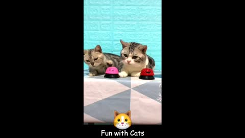 funny lovely cats compilation videos - meow