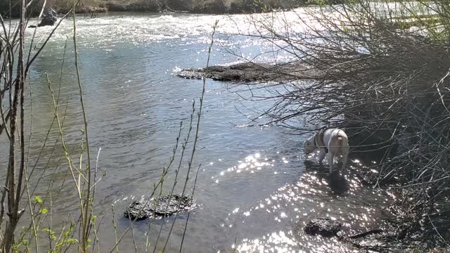 Rico at the falls