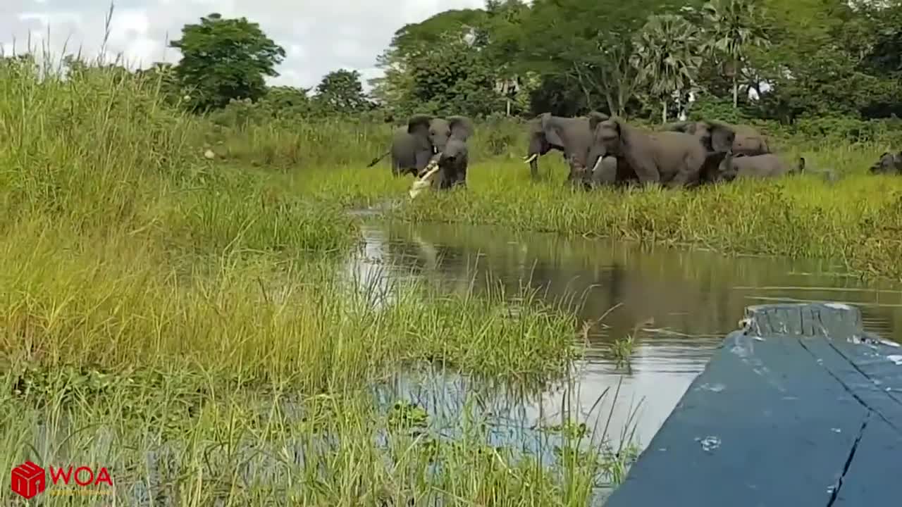 Elephant Save Baby Elephant!!