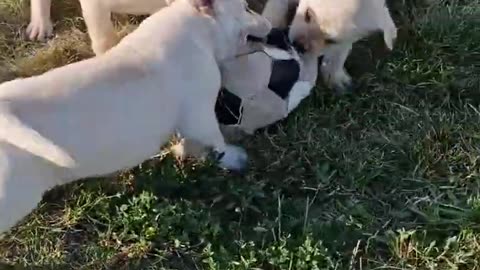 No playing with these straw cane corso puppies