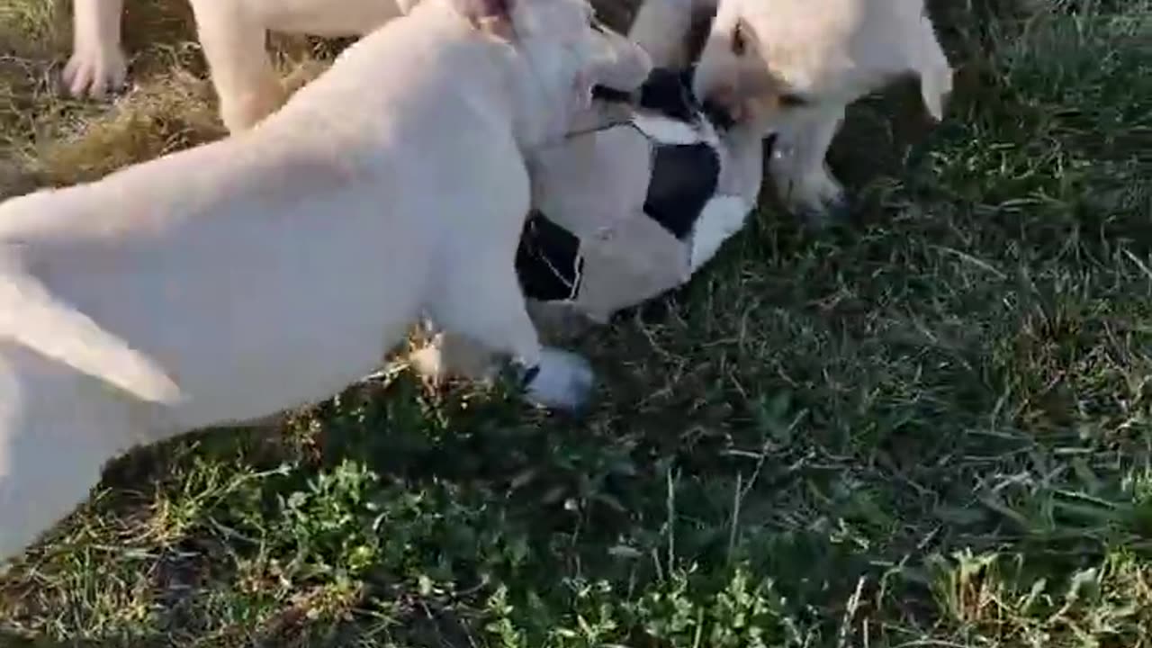 No playing with these straw cane corso puppies