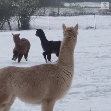 Alpacas play in the snow l ABC News