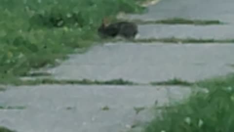 Rabbit, Levagood Area, Dearborn, MI, 7/26/24