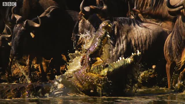 Serengeti: First Look Trailer | New John Boyega Series | BBC Earth